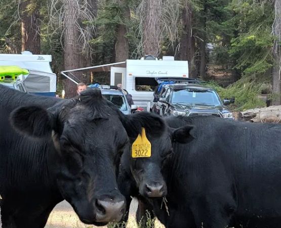 CATAVEE Campground