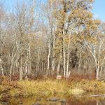 Lower Falls Watercraft Campsite