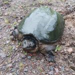 Crooked Creek Outpost, LLC