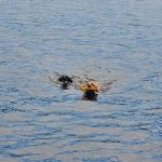 Fond du Lac Campground