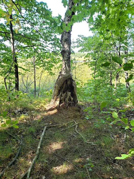 Ogechie Campground 2