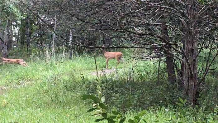 Afton State Park Backpacking Campsites 8