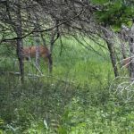 Afton State Park Backpacking Campsites