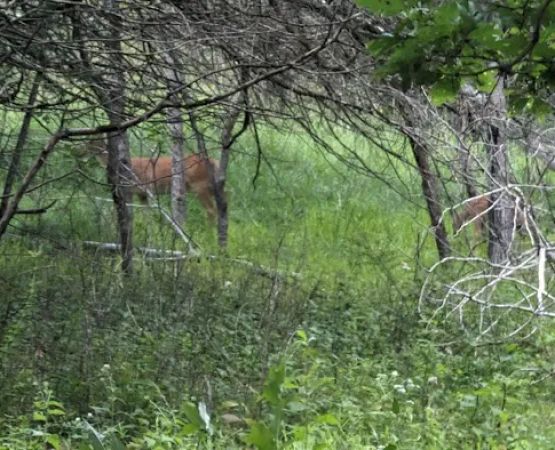 Afton State Park Backpacking Campsites