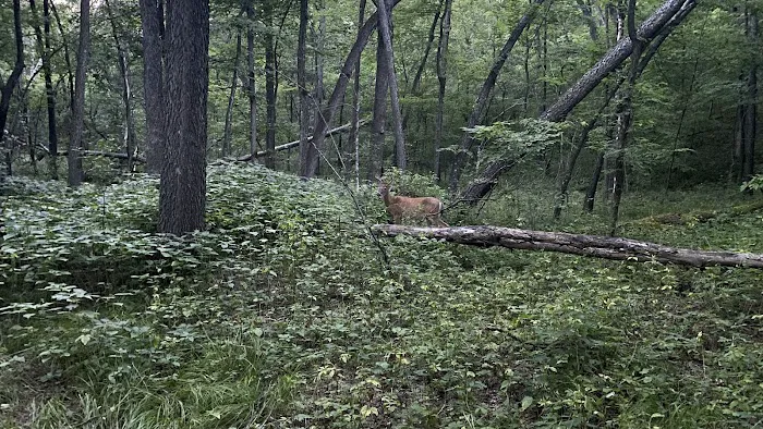 Willow River State Park Campground 7