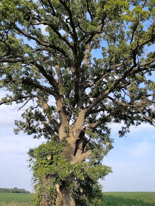 The south oak campground 1