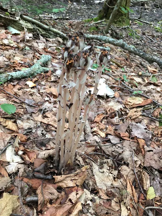 Pine Bluff Campground 7