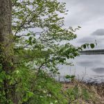 College of Wilderness Knowledge-Birch Bend Camp