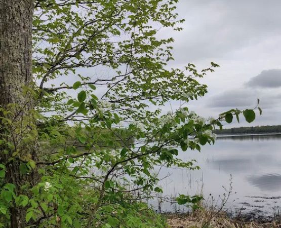 College of Wilderness Knowledge-Birch Bend Camp