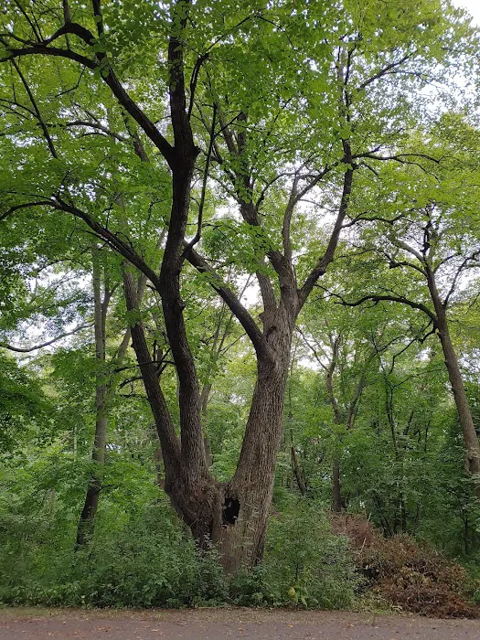 Lake Marion Campground 0