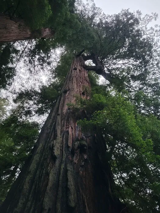 Camp Liahona Redwoods 0