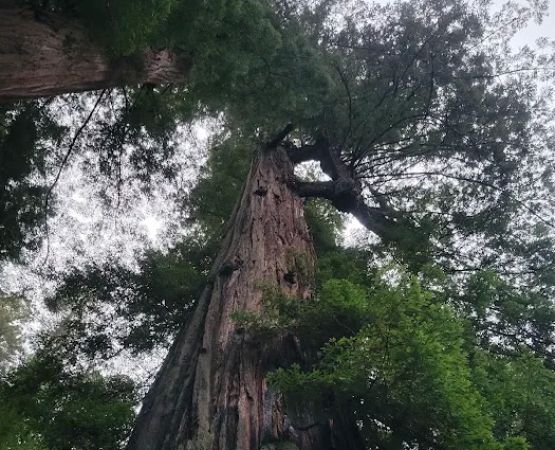 Camp Liahona Redwoods