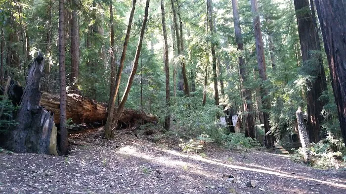 Camp Liahona Redwoods 9