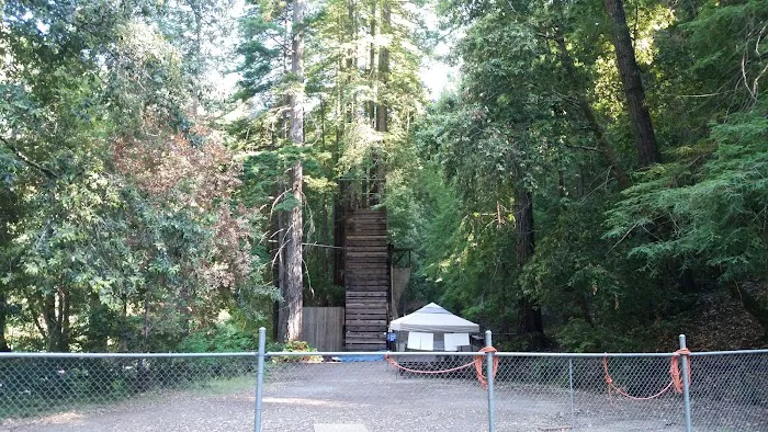 Camp Liahona Redwoods 2