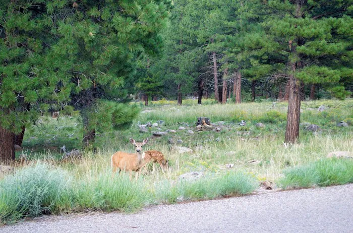Dean Gardner Campground 3