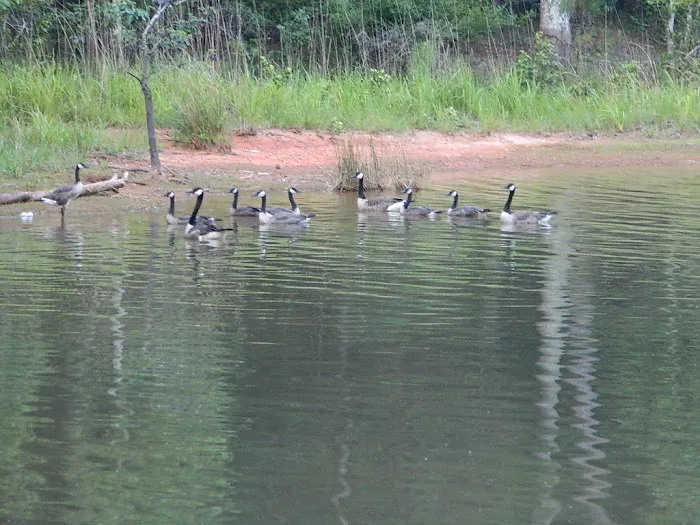 Calhoun Falls Campground 2
