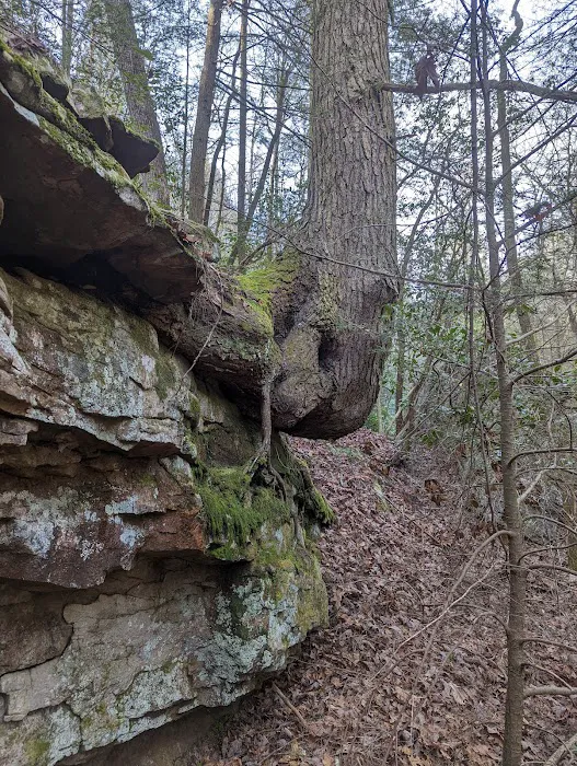 Cloudland Canyon Pioneer Campsites 0