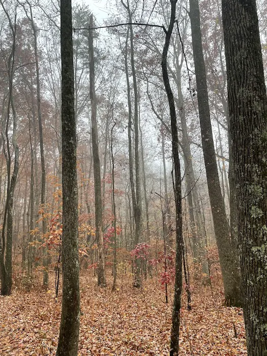 Cloudland Canyon Pioneer Campsites 7