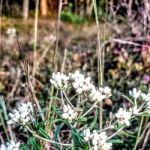 Weiser State Forest Greenland Tract