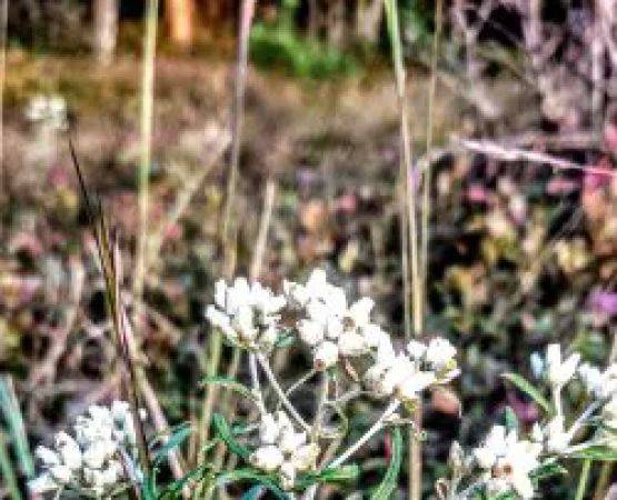 Weiser State Forest Greenland Tract