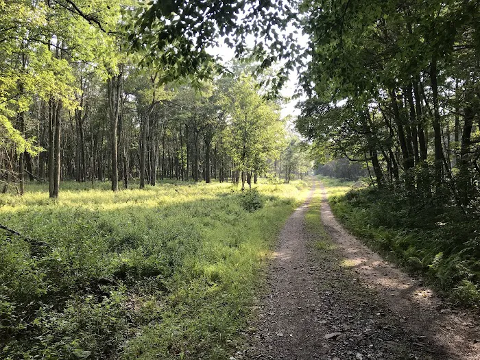 Weiser State Forest Greenland Tract 8