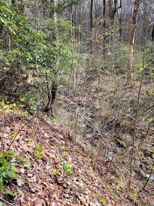 Weiser State Forest (Halderman Tract) Campsite H4 Tract) 1