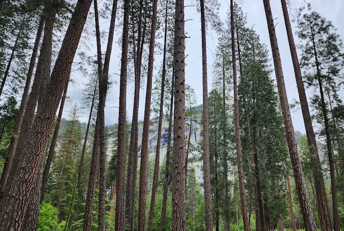 Valley Shuttle Stop #15: Upper Pines Campground 9