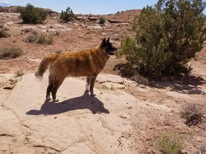 Utah Raptor State Park campground 8
