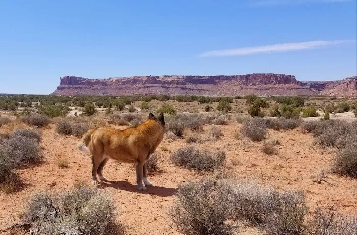 Utah Raptor State Park campground 9