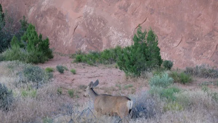 Devils Garden Campground 5
