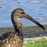 HIGHBANKS CAMPGROUND