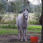 SWFWMD Cumpressco Campground