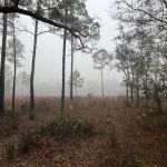 FNST Foster Bridge Campsite (Backcountry)