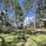 Cypress Creek Preserve