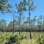 Back Country Campsite #2