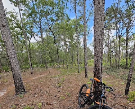Back Country Campsite #3