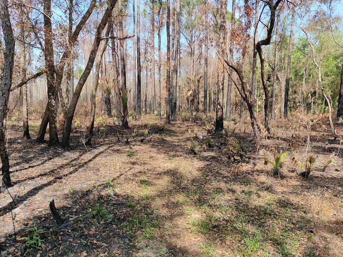 SWFWMD Mott Hammock Camp 4