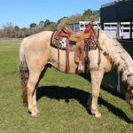 Black Horse Resort Ranch