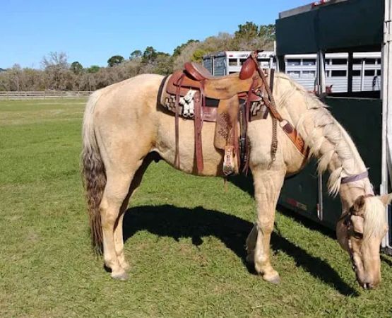 Black Horse Resort Ranch