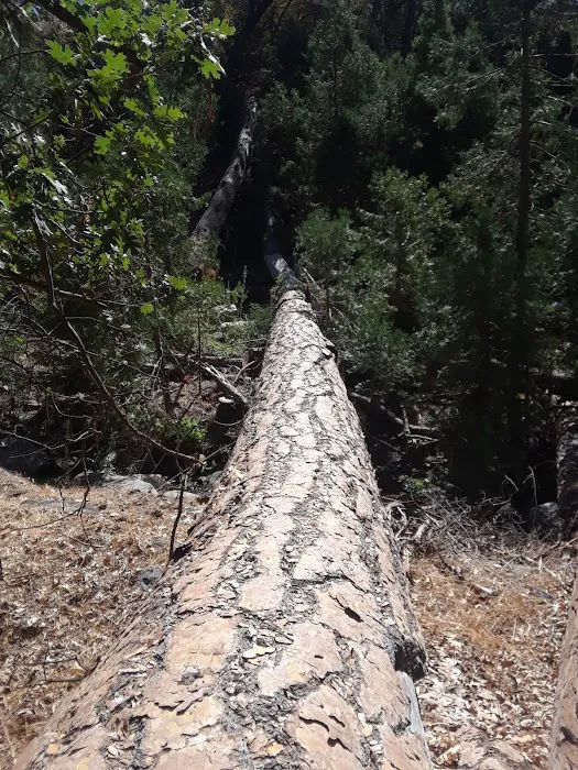 Alder Creek Campground 3