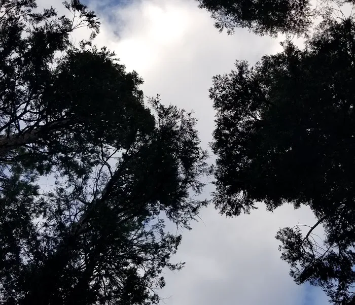 Shirley Meadows Campground 7