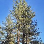 Homenetmen Camp Tecuya