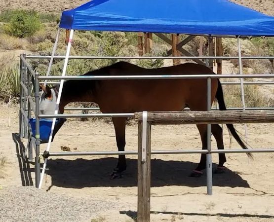 Black Canyon Group and Equestrian Campground