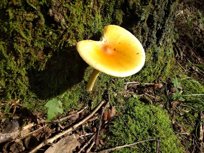 Chestnut Ridge Regional Park 8