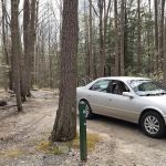 Rhododendron Camping Area