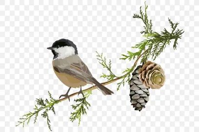 Spruce & Sparrow 4