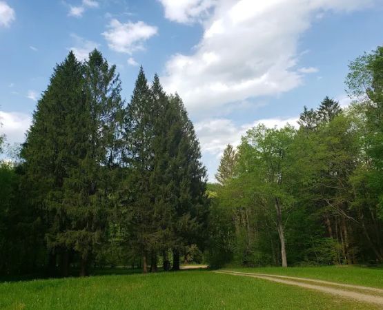 CCC Camp Seneca