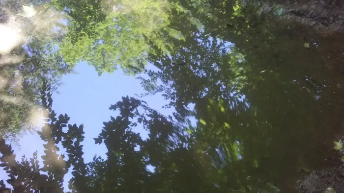 Piney Woods Campsites 7