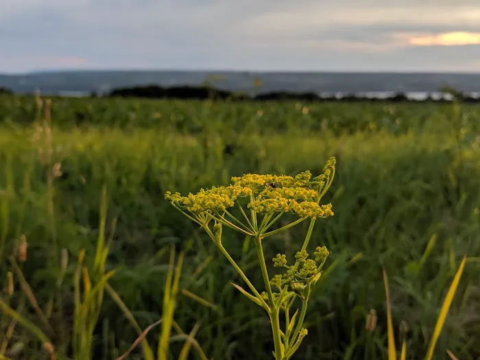 Sunset On Seneca Campsites 2