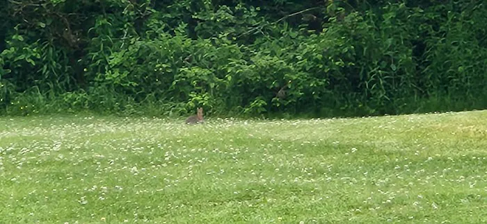 Niagara Woodland Family Campground 5